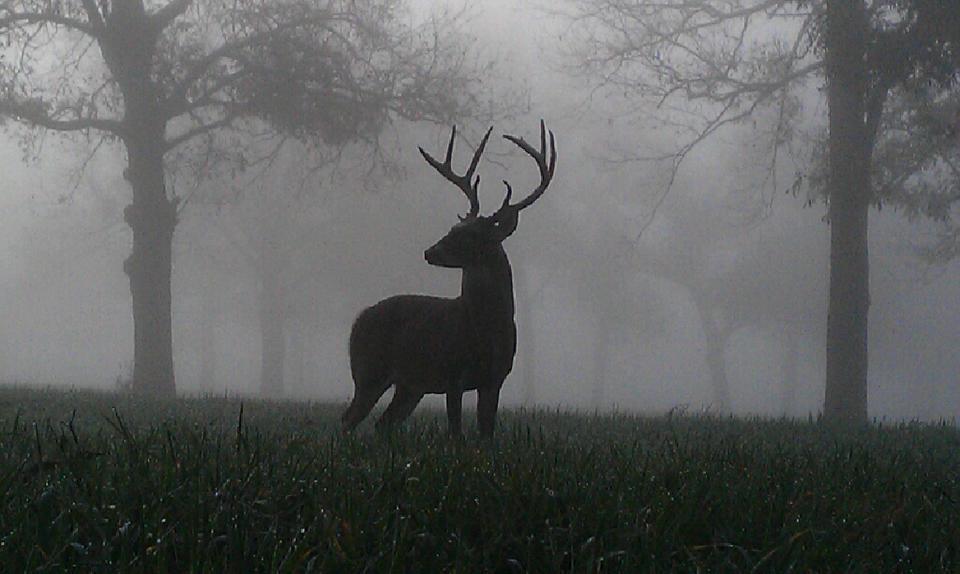 Whitetail in the fog